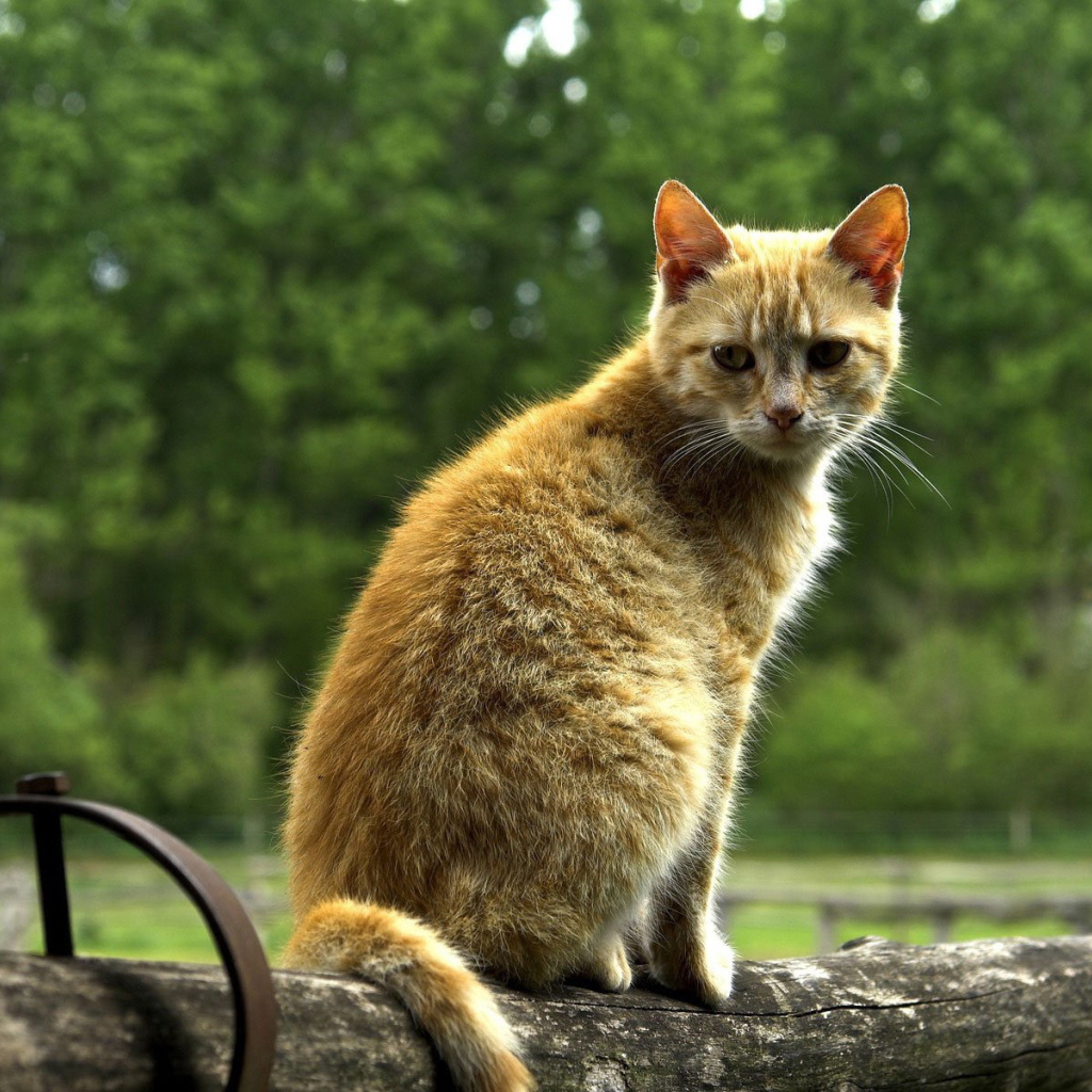 Рыжий кот на бревне