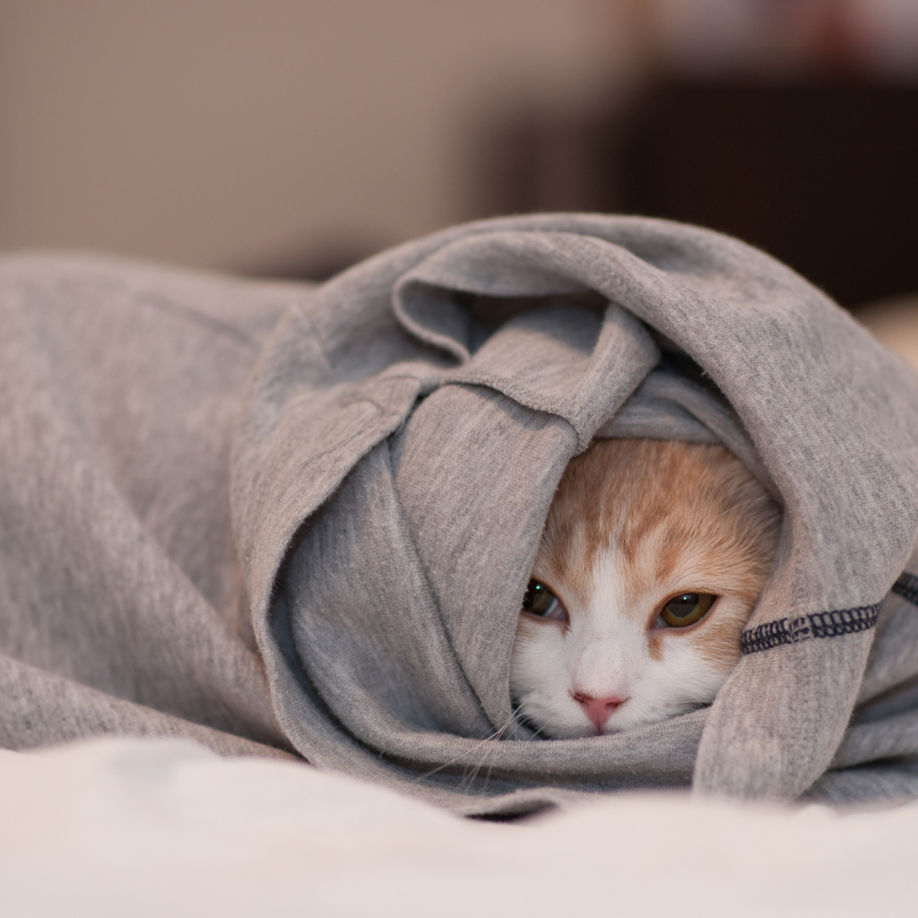 Кошка спряталась в одежде