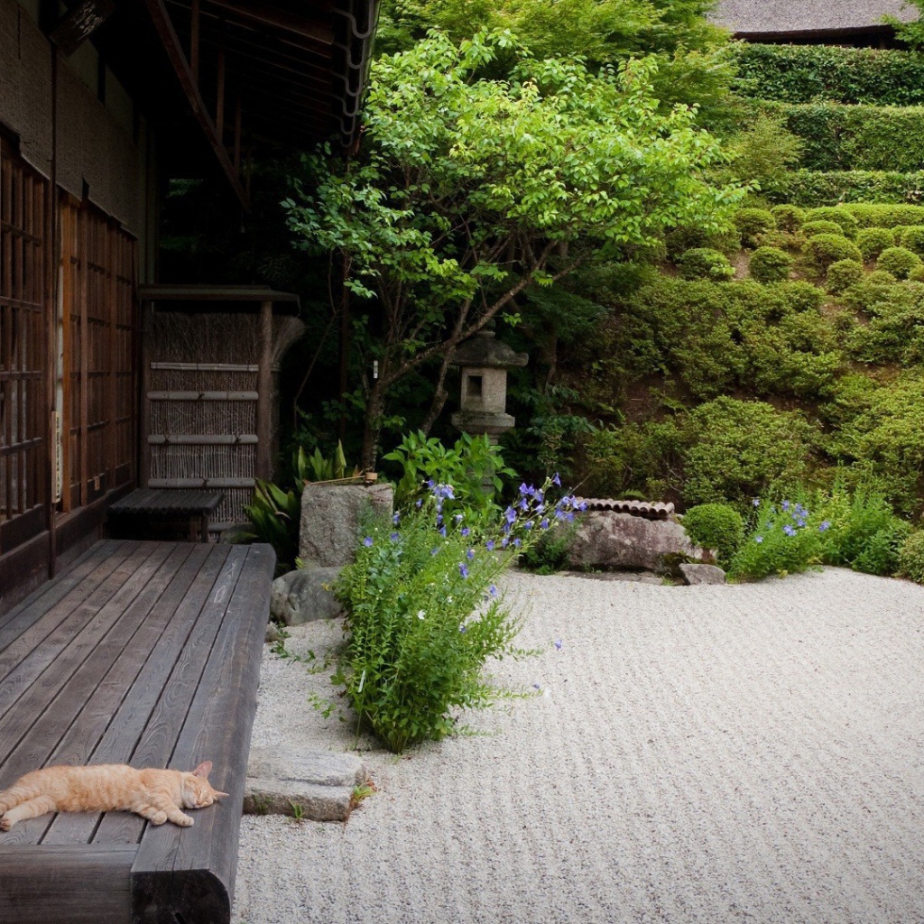 Кот спит на террасе