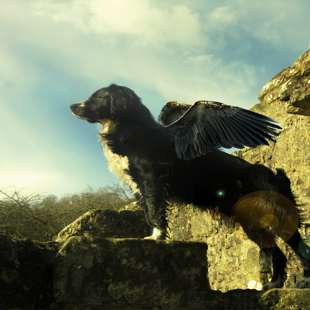 Собака с крыльями