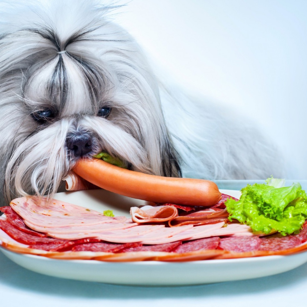 Болонка ворует сосиску со стола