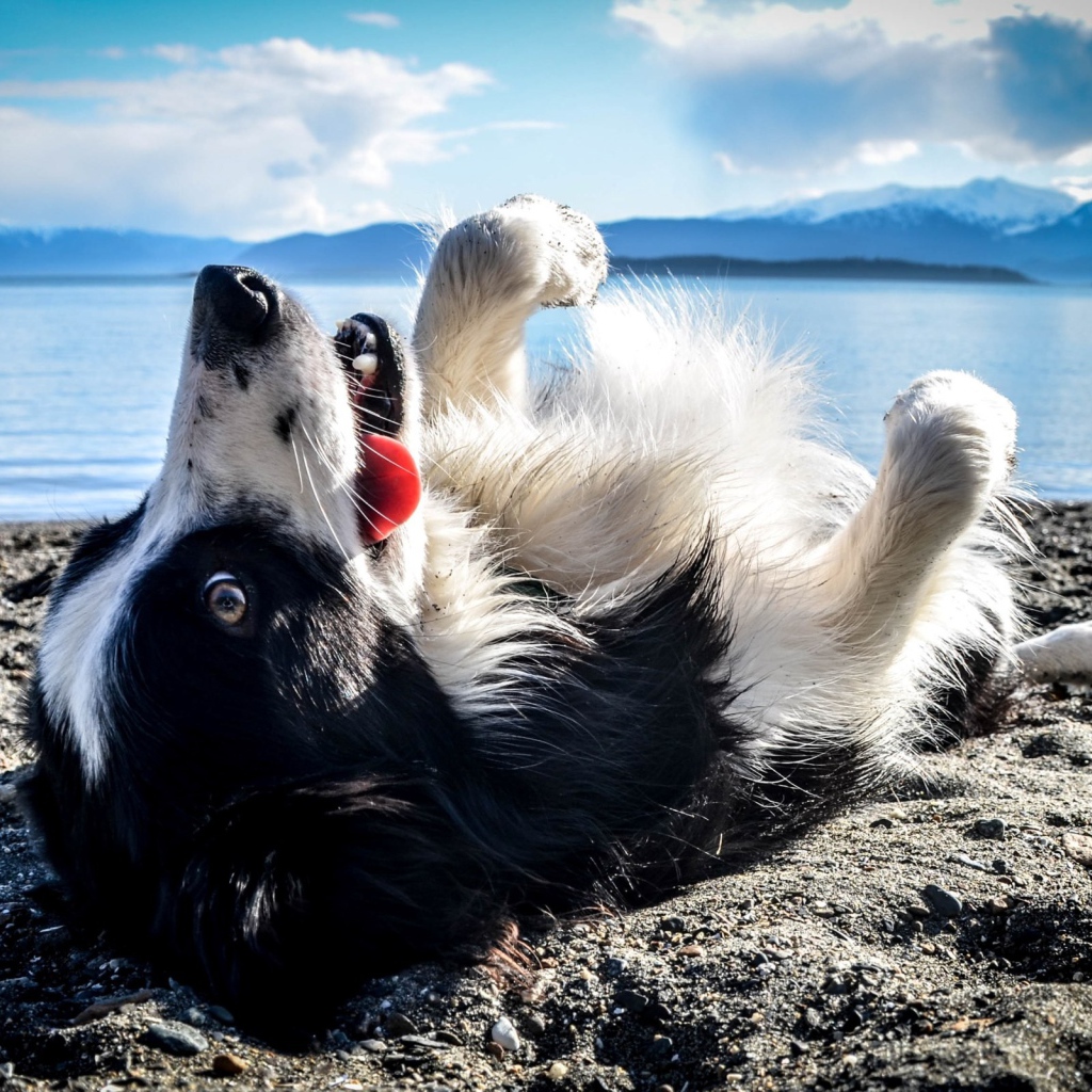 Черно белая собака лежит на спине на пляже