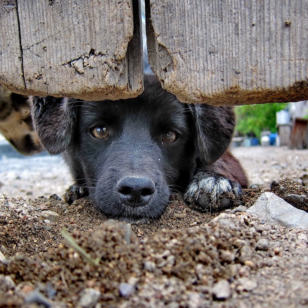 Черный пес за забором