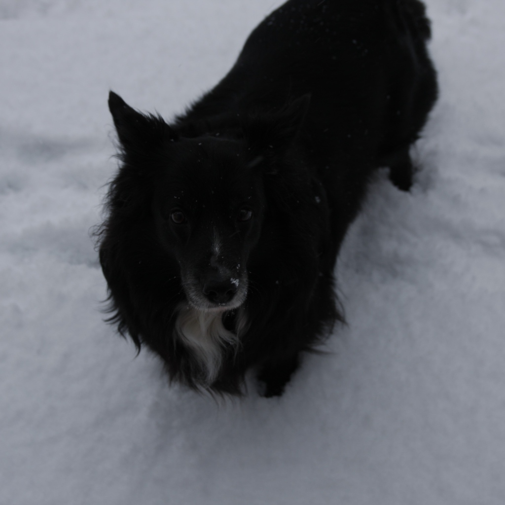 Черный пес стоит в снегу