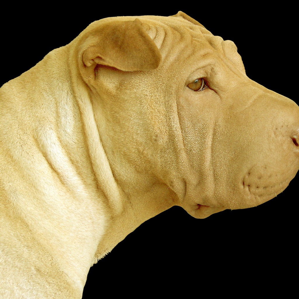 Светлый шарпей на черном фоне