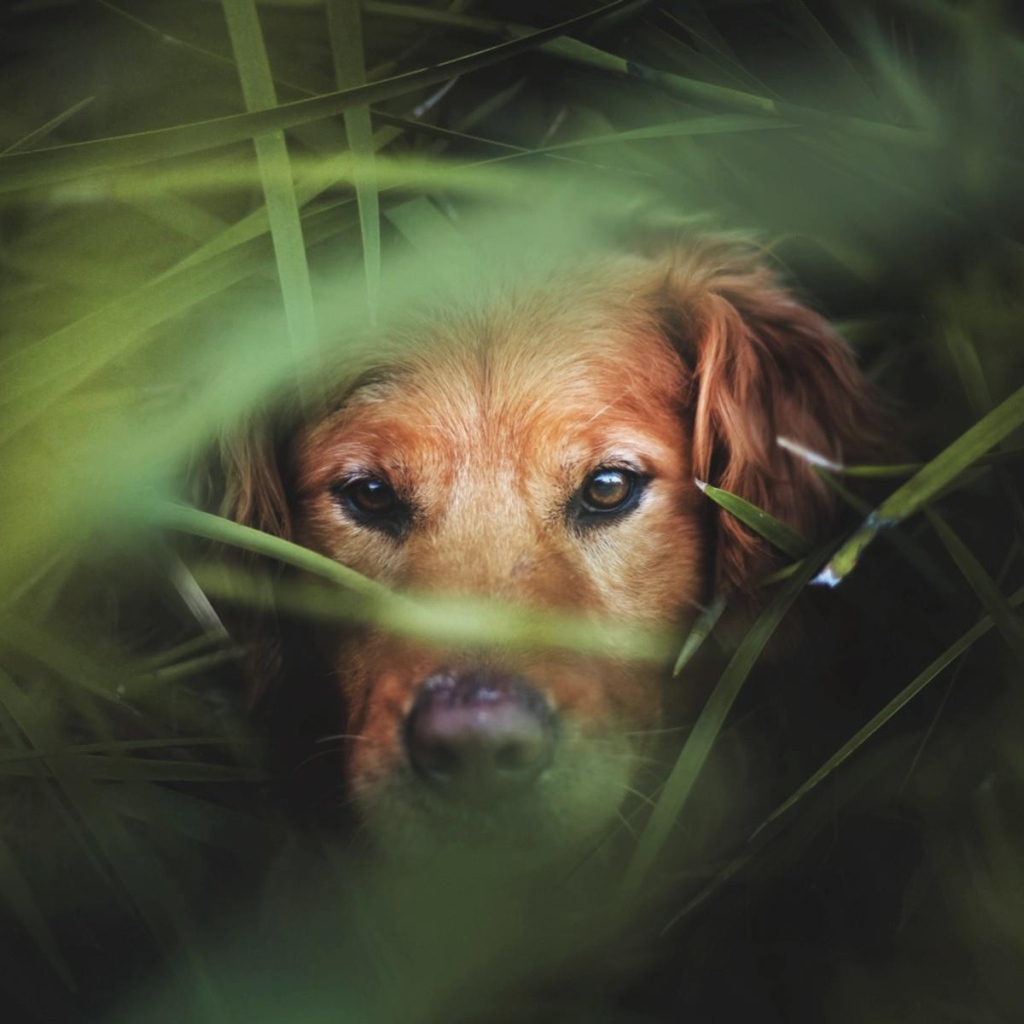 Коричневый пес в густой зеленой траве