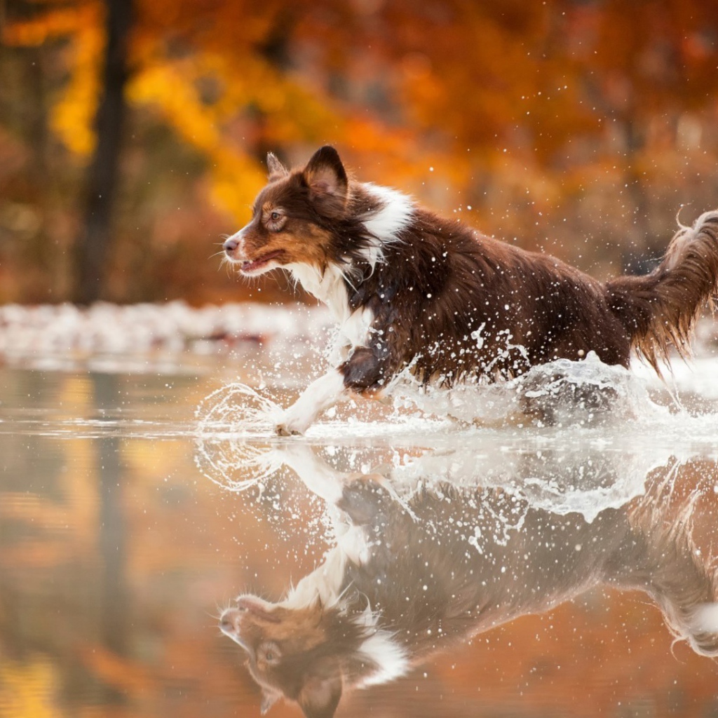 Коричневая собака бежит по воде