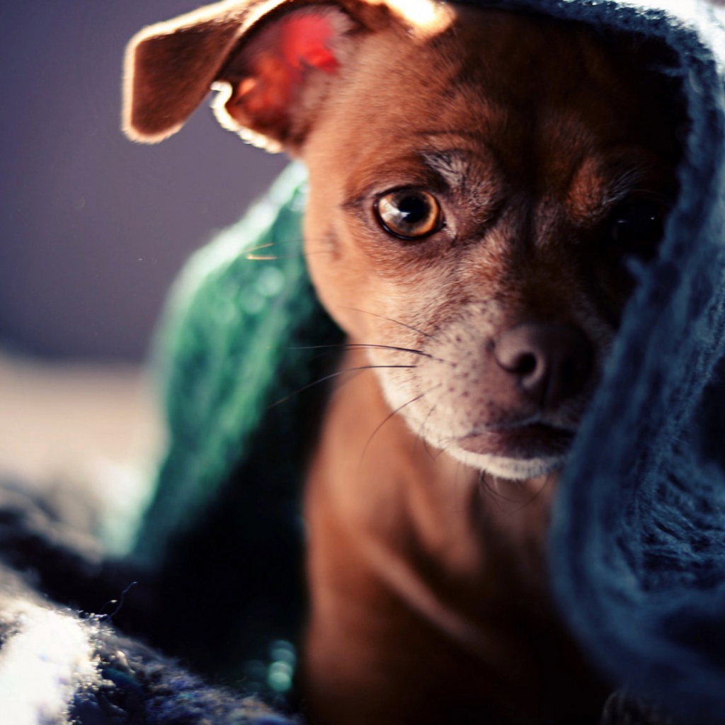 Коричневый щенок под полотенцем