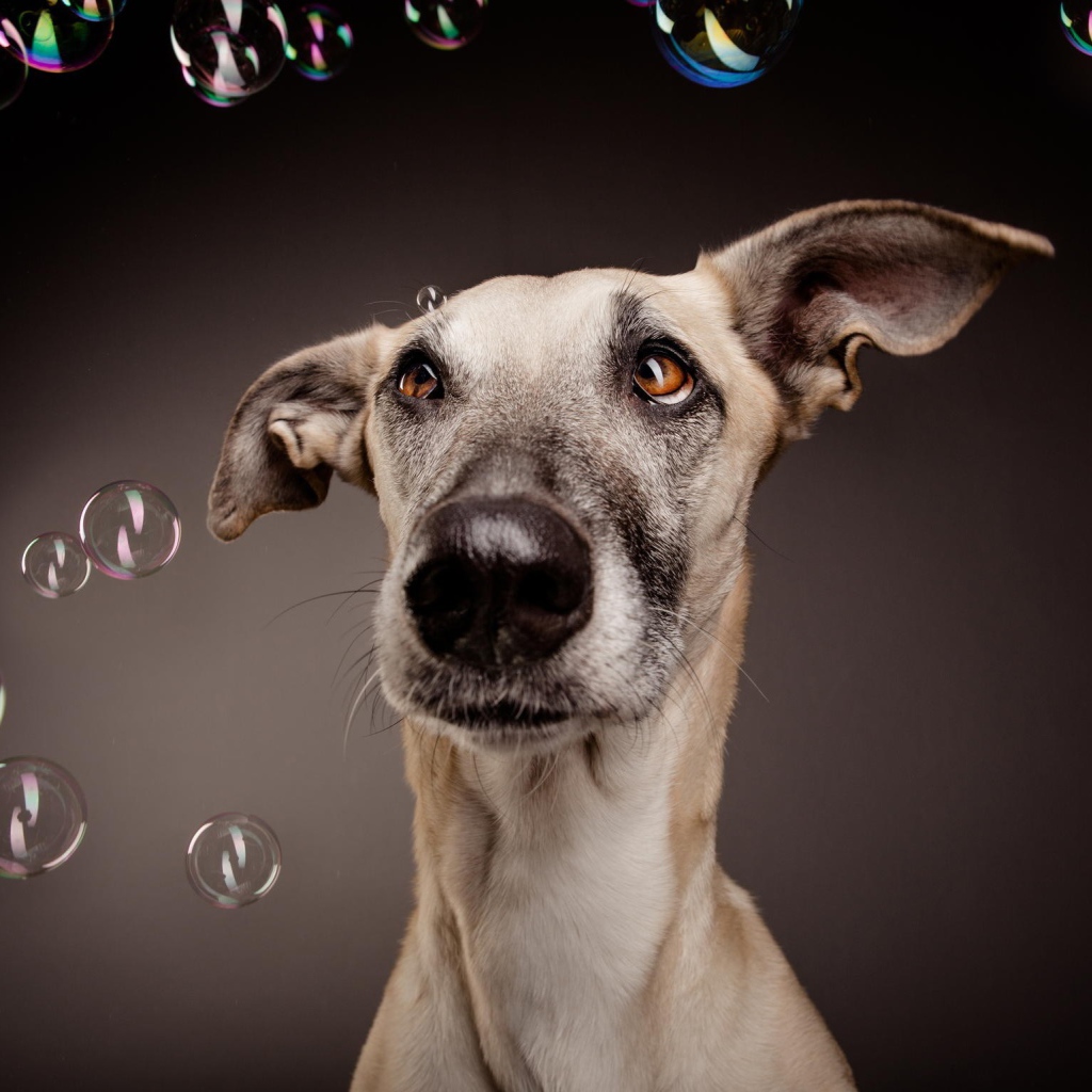 Растерянный пес среди мыльных пузырей