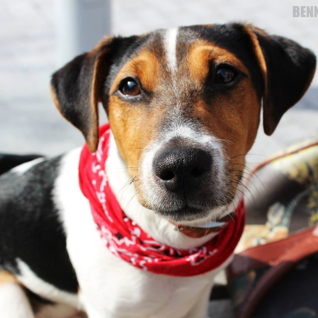 Милый домашний пес