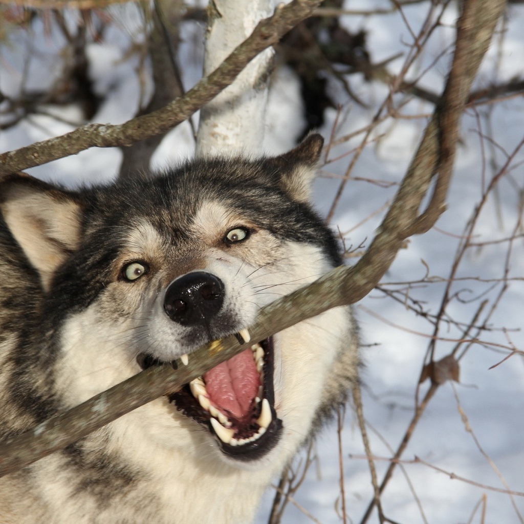 Собака кусает ветку в лесу