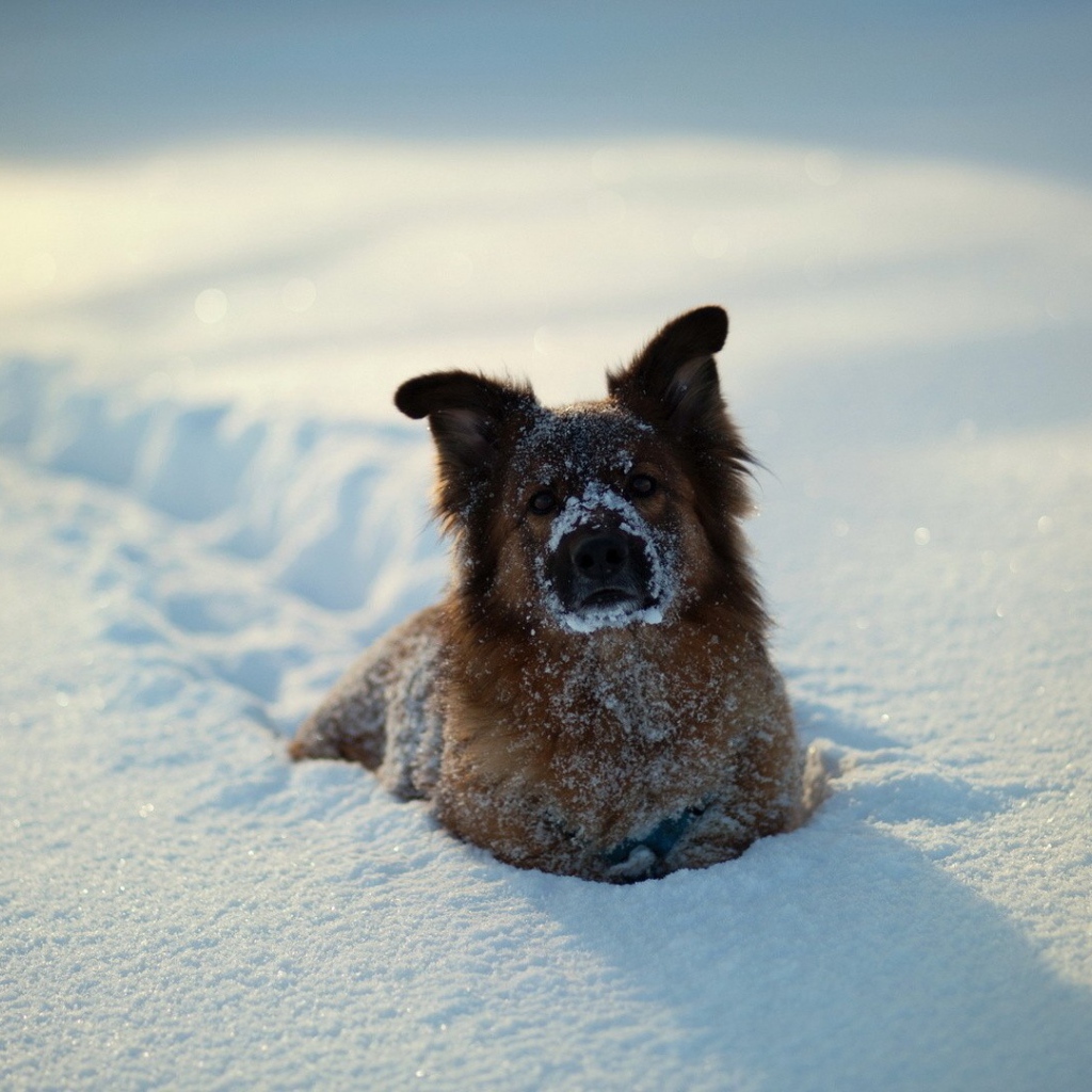 Собака зарылась в снег по грудь