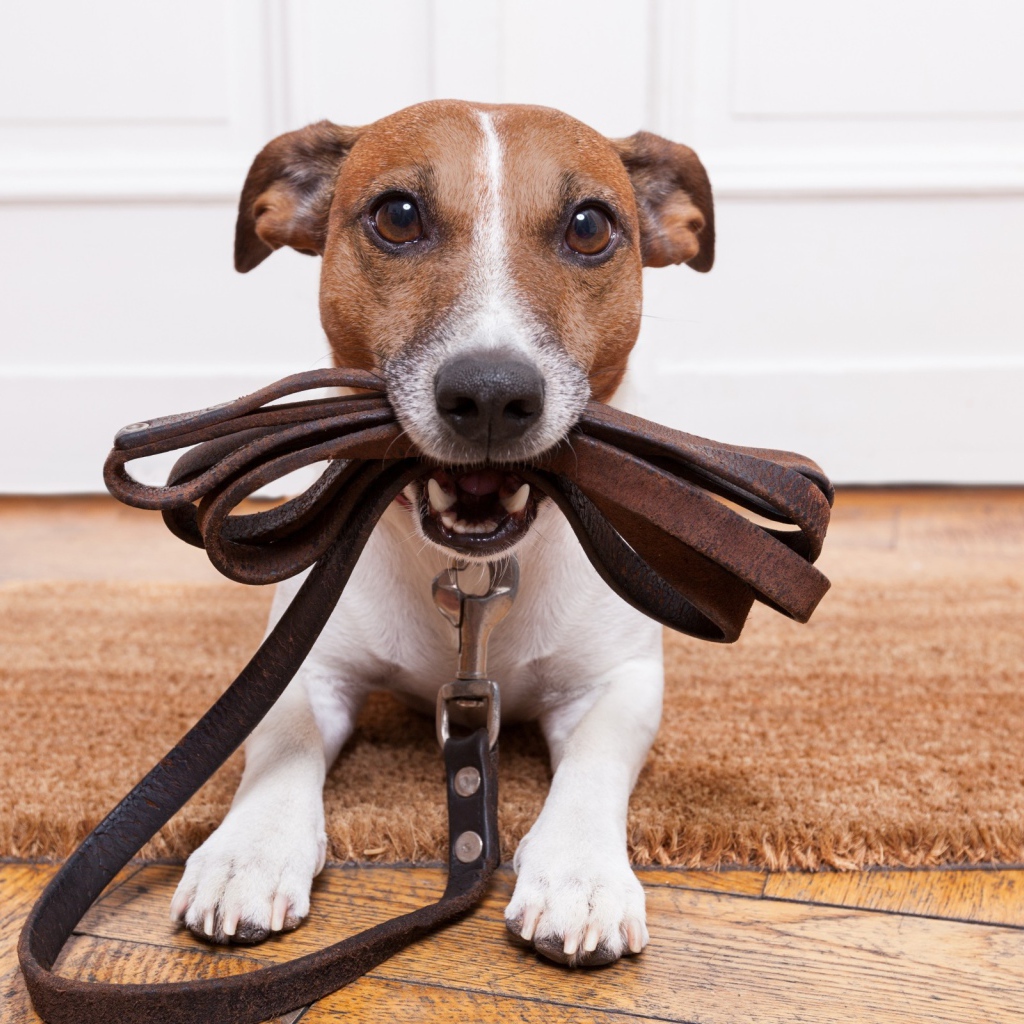 Собака держит поводок в зубах