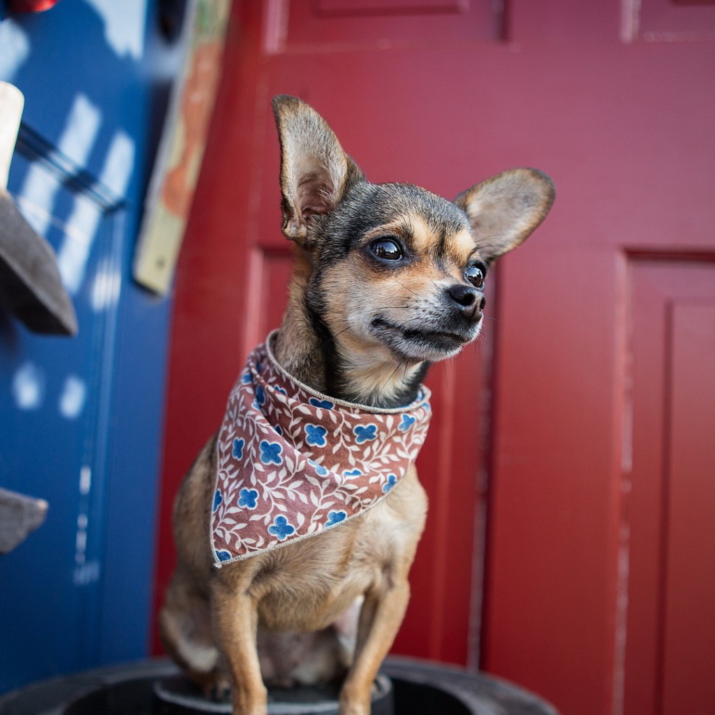 Собака в нашейном платке