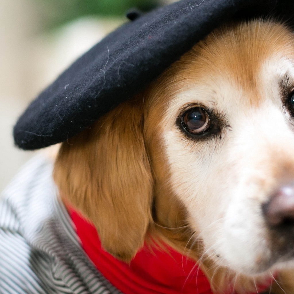 Собака в черном берете