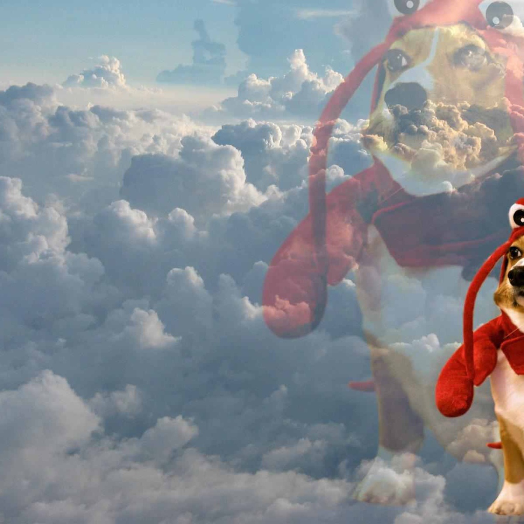 Собака в забавном наряде на фоне облаков