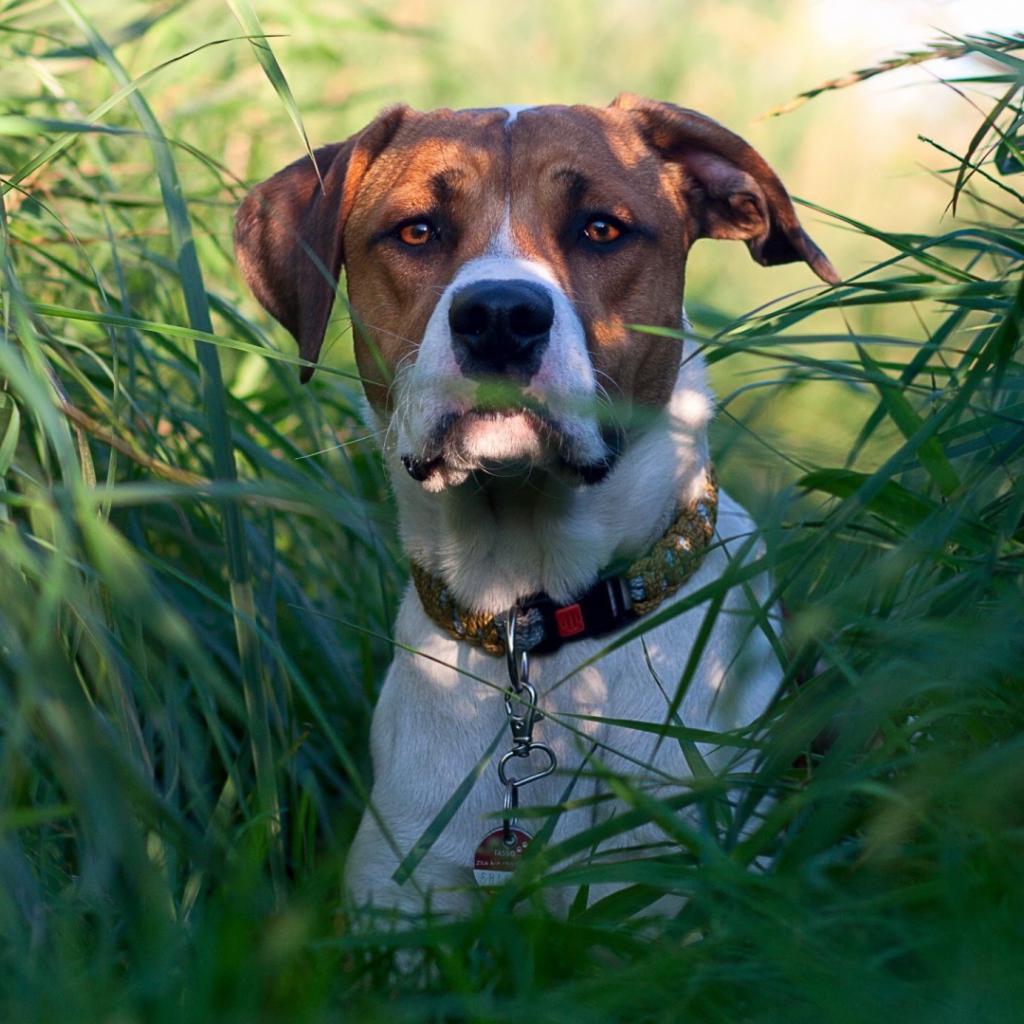 Собака в зеленых зарослях травы