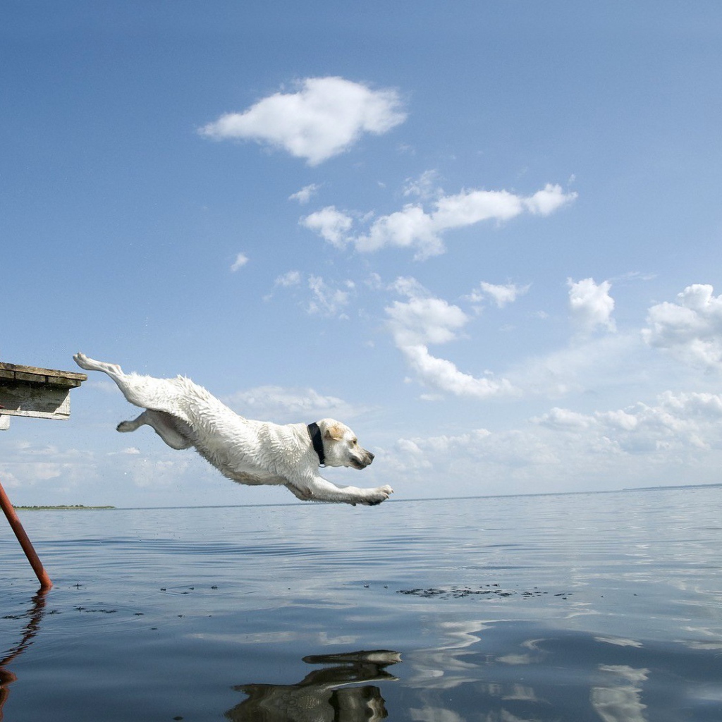Собака прыгает в воду