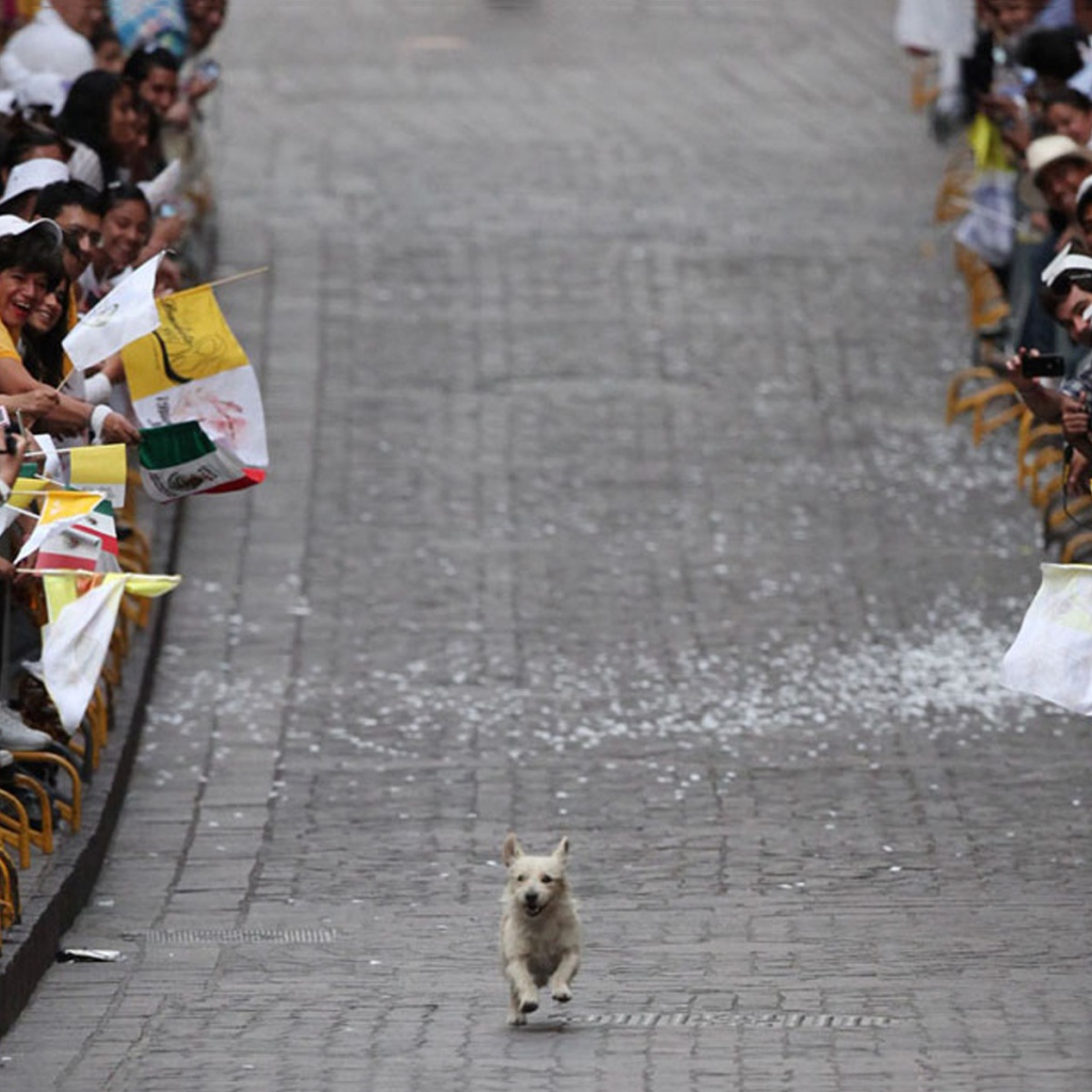 Собака бежит по улице среди людей