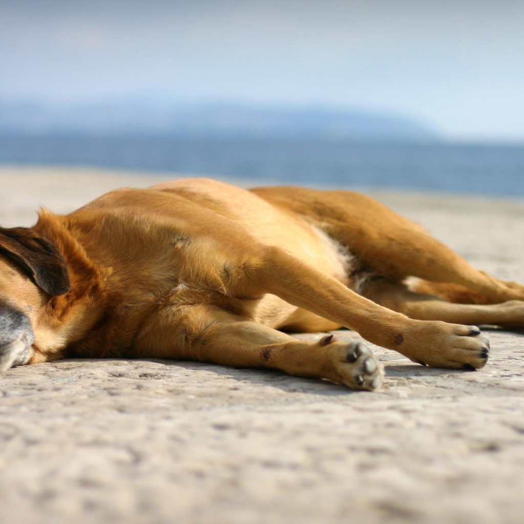 Собака спит на набережной