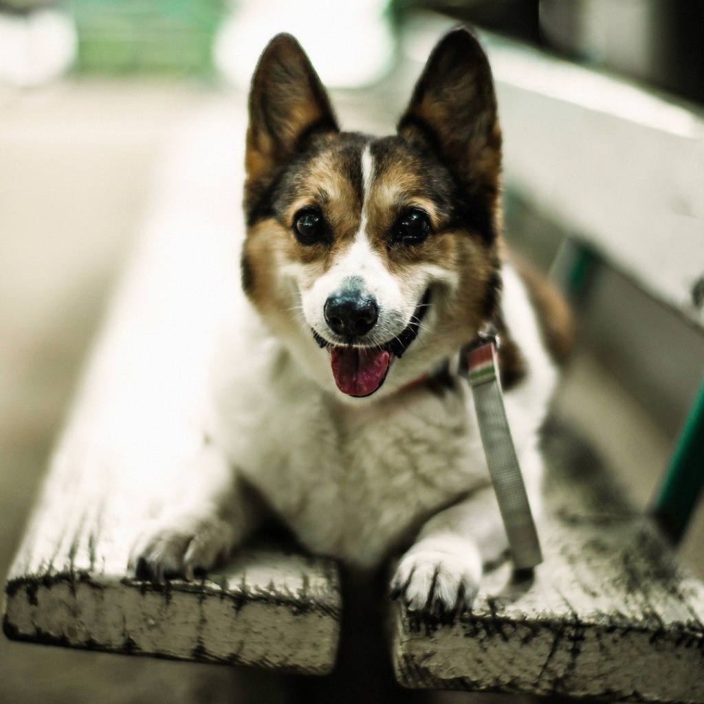 Собака улыбается сидя на скамье