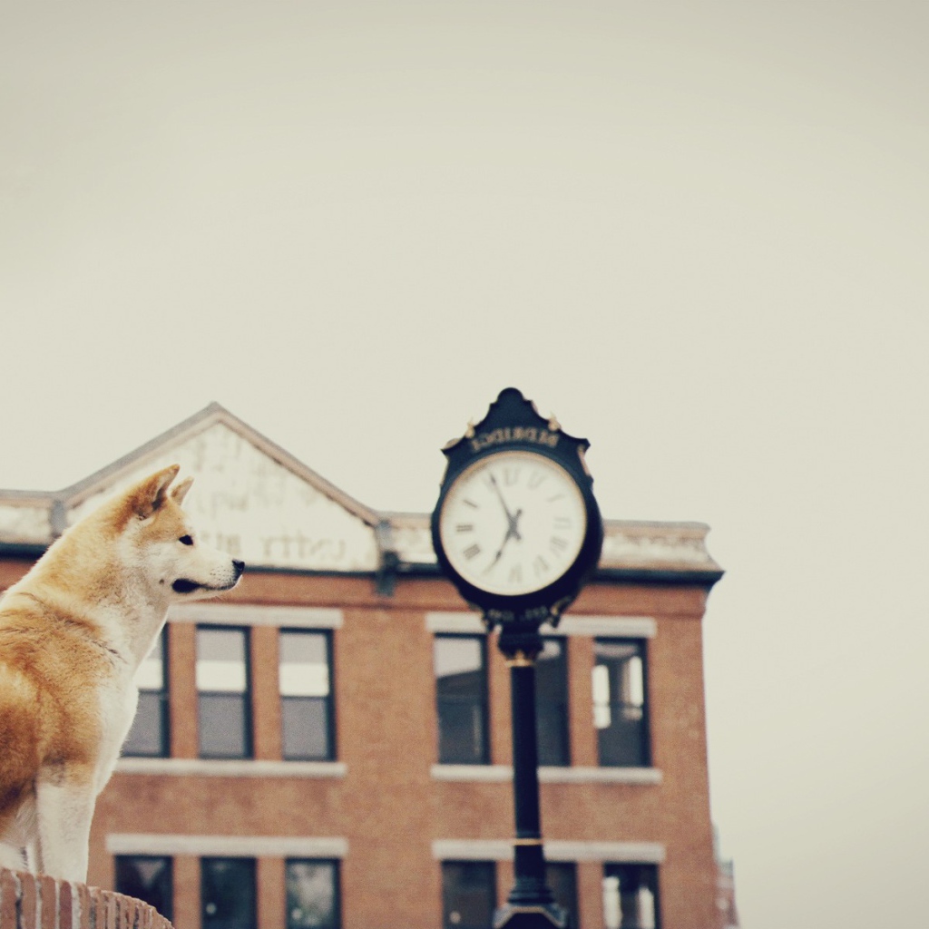 Собака верно ждет хозяина