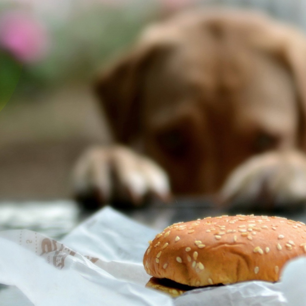Пес хочет полакомиться булочкой
