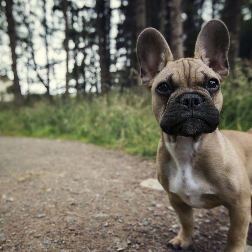 Ушастый маленький щенок на тропинке