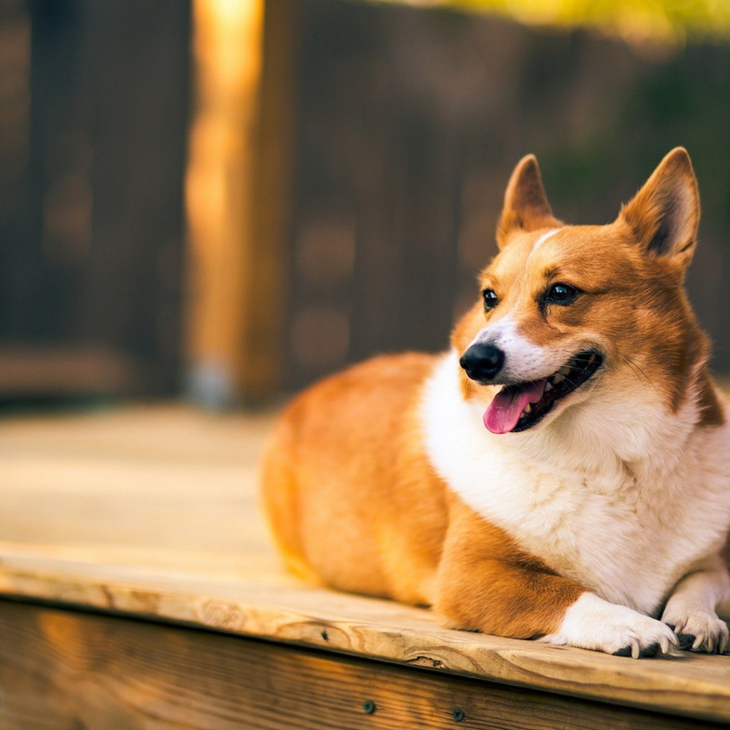 Верный веселый корги