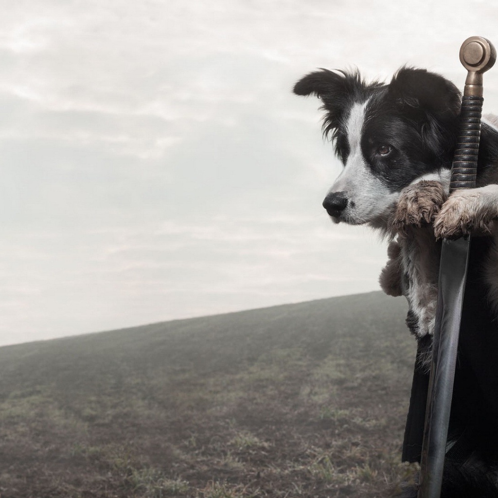 Верная собака стережет меч