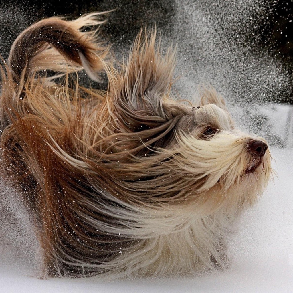 Счастливая собака с длинной шерстью играет в снегу