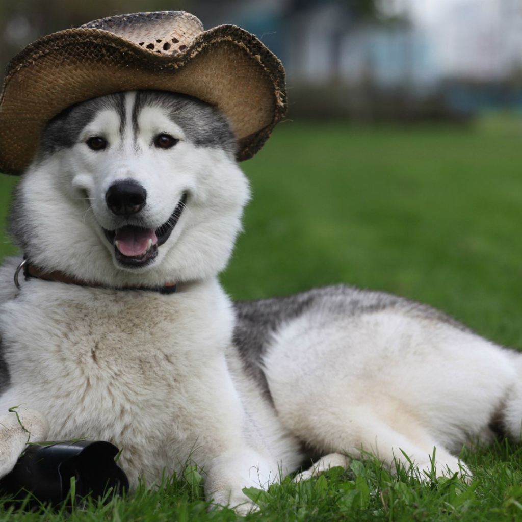 Собака лайка в шляпе