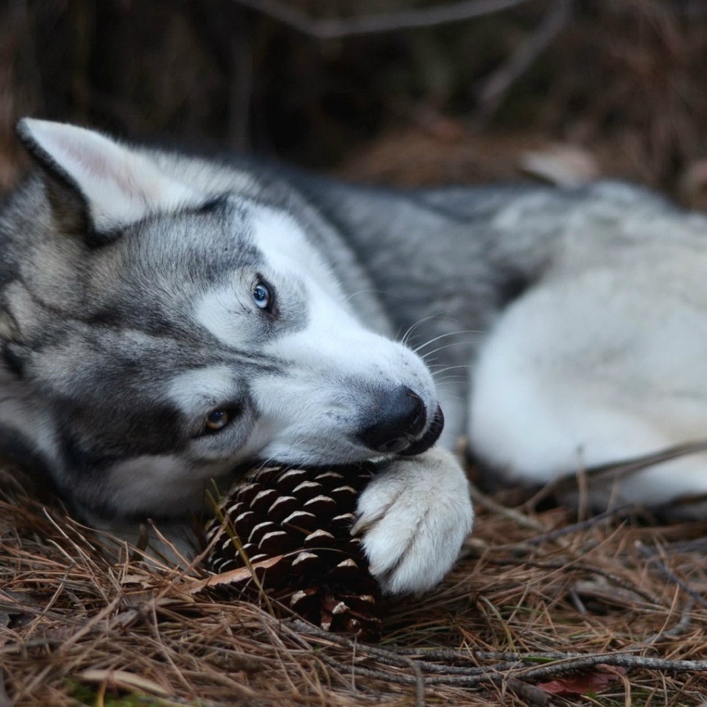 Собака хаски играет с шишкой