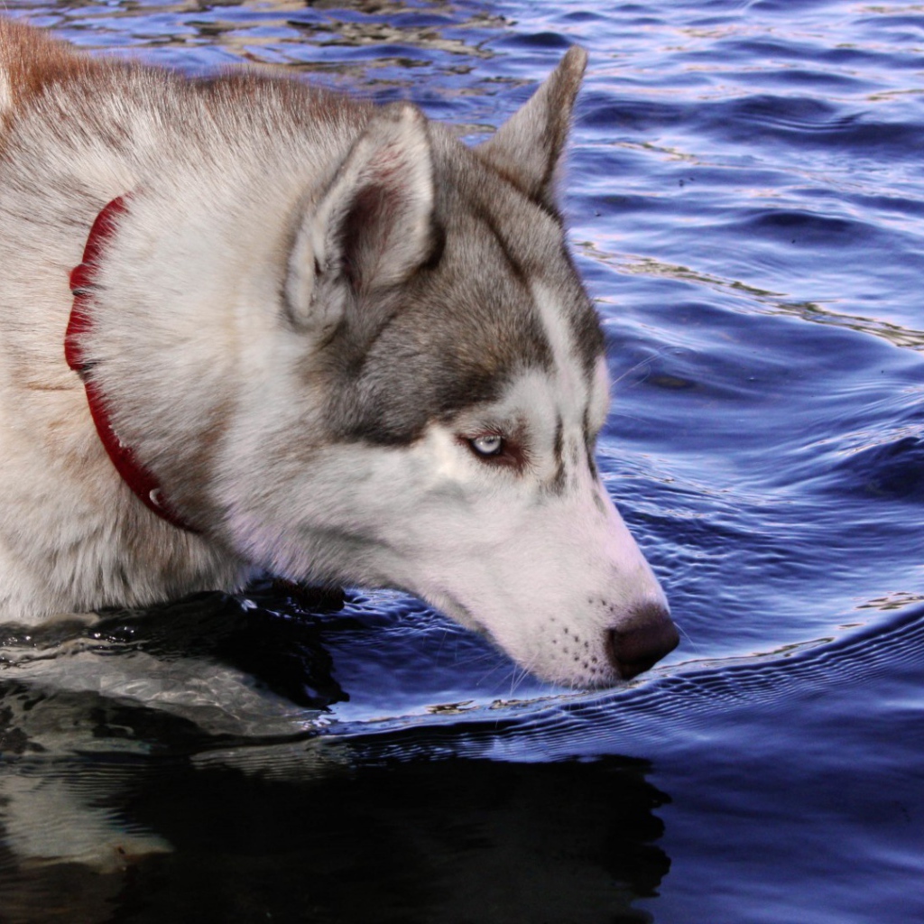 Собака хаски стоит в воде