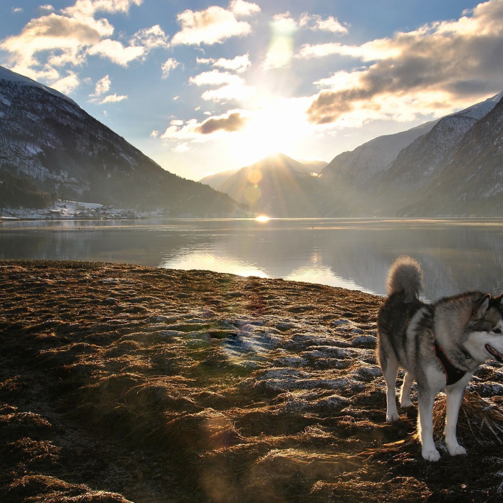 Хаски на берегу горного озера