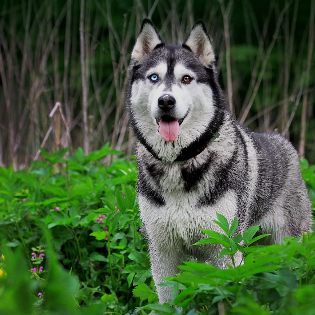 Хаски с разными глазами среди травы