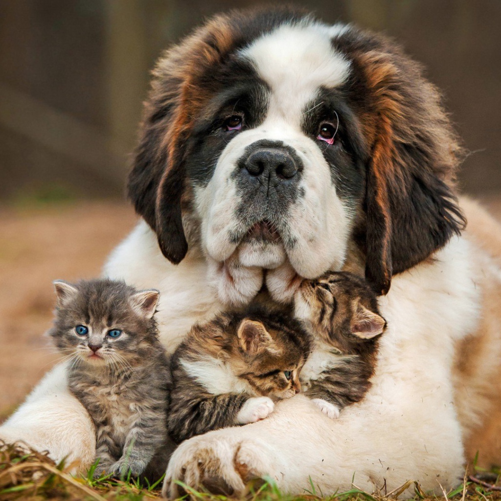 Котята под надежной защитой