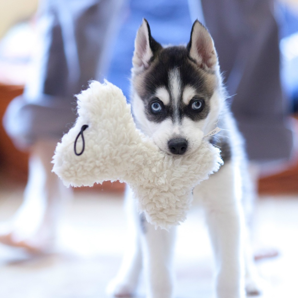 Маленький хаски с игрушкой в зубах