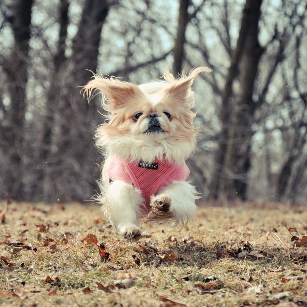 Маленькая собака бежит по опавшим листьям