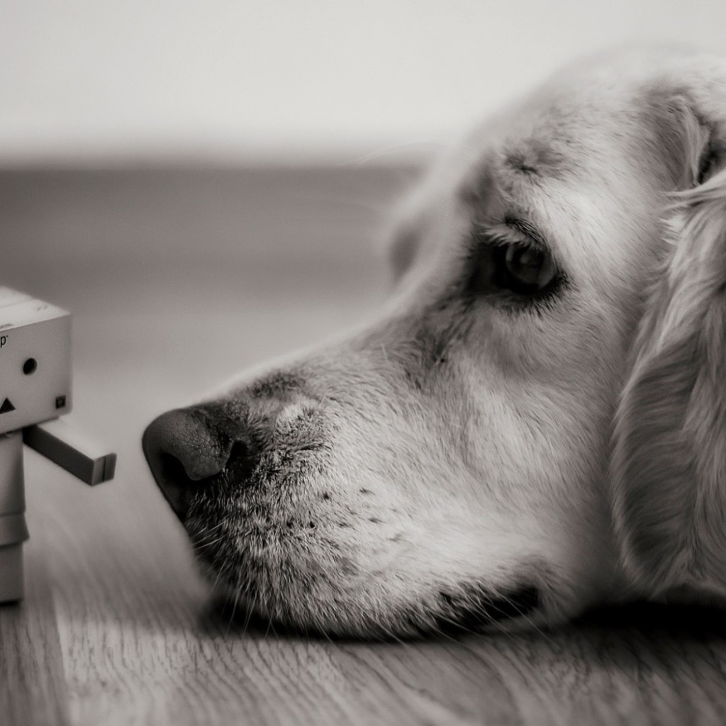 Человек из картона у носа собаки