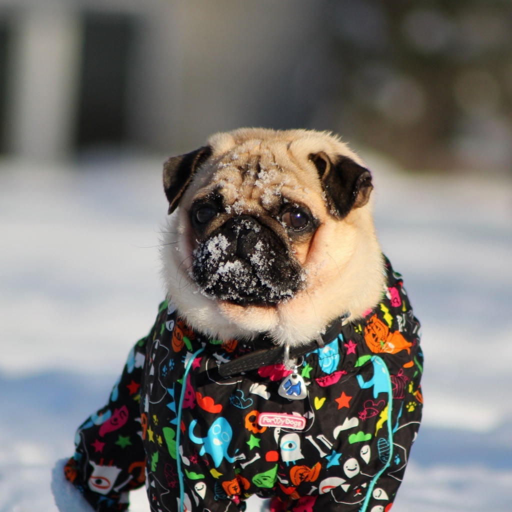 Мопс в зимней одежде
