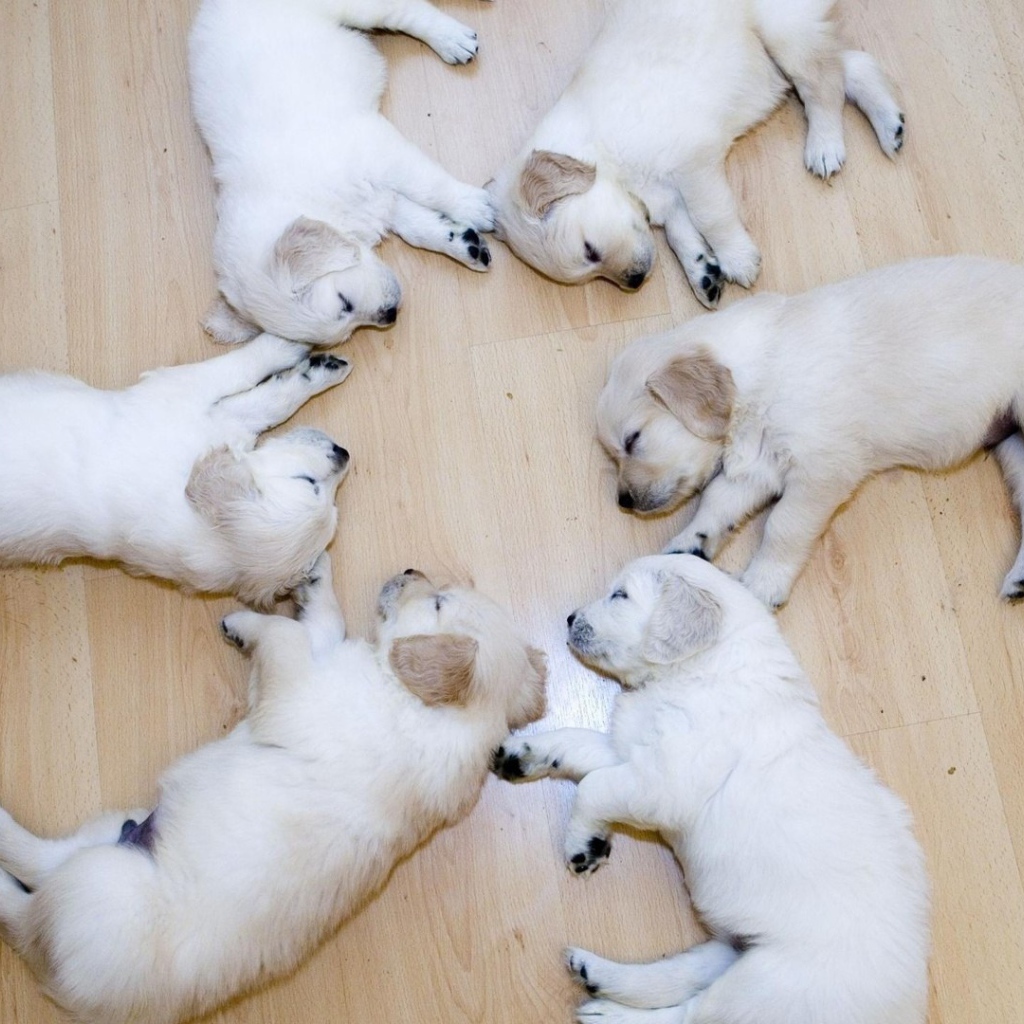 Щенки в идеальном порядке