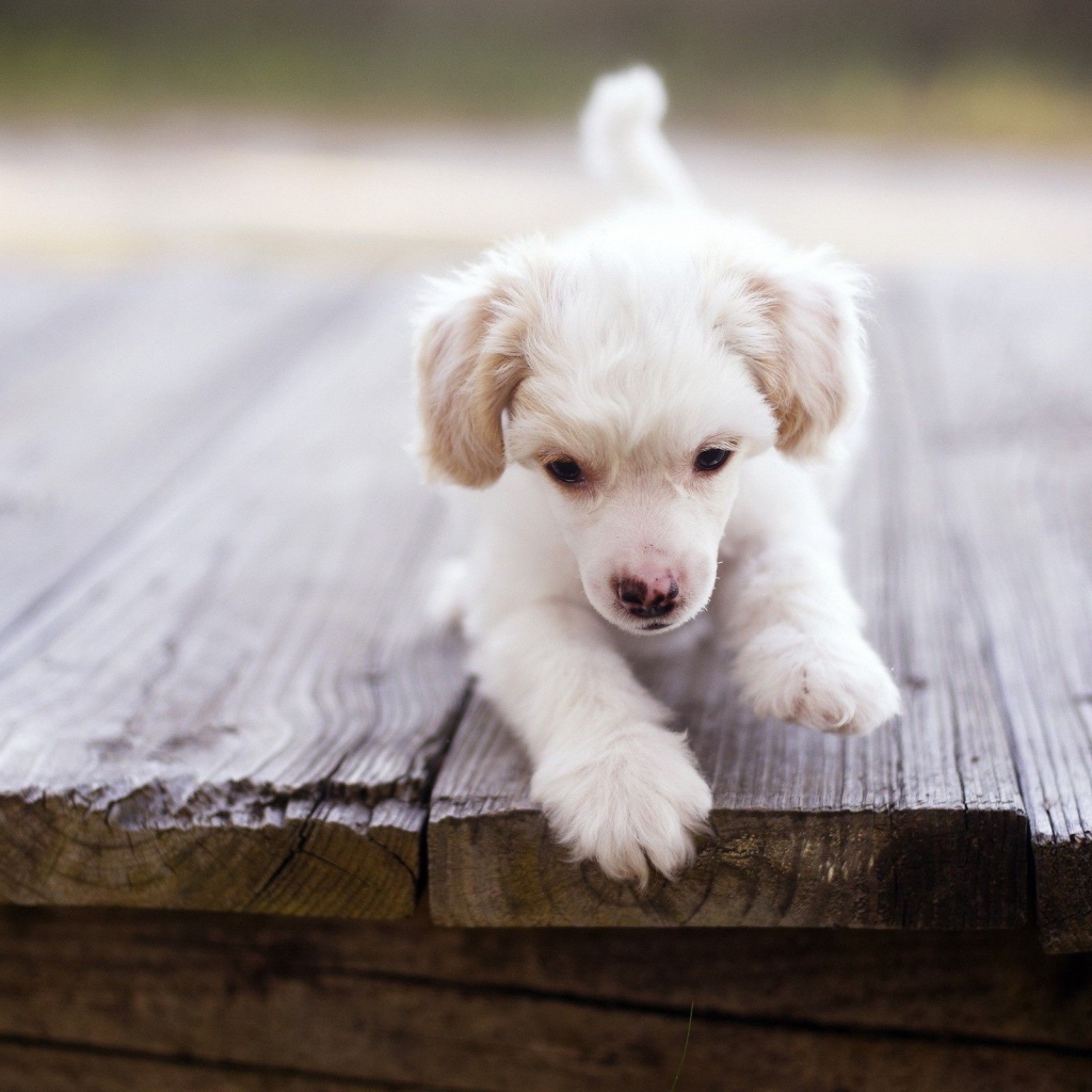 Щенок у края доски