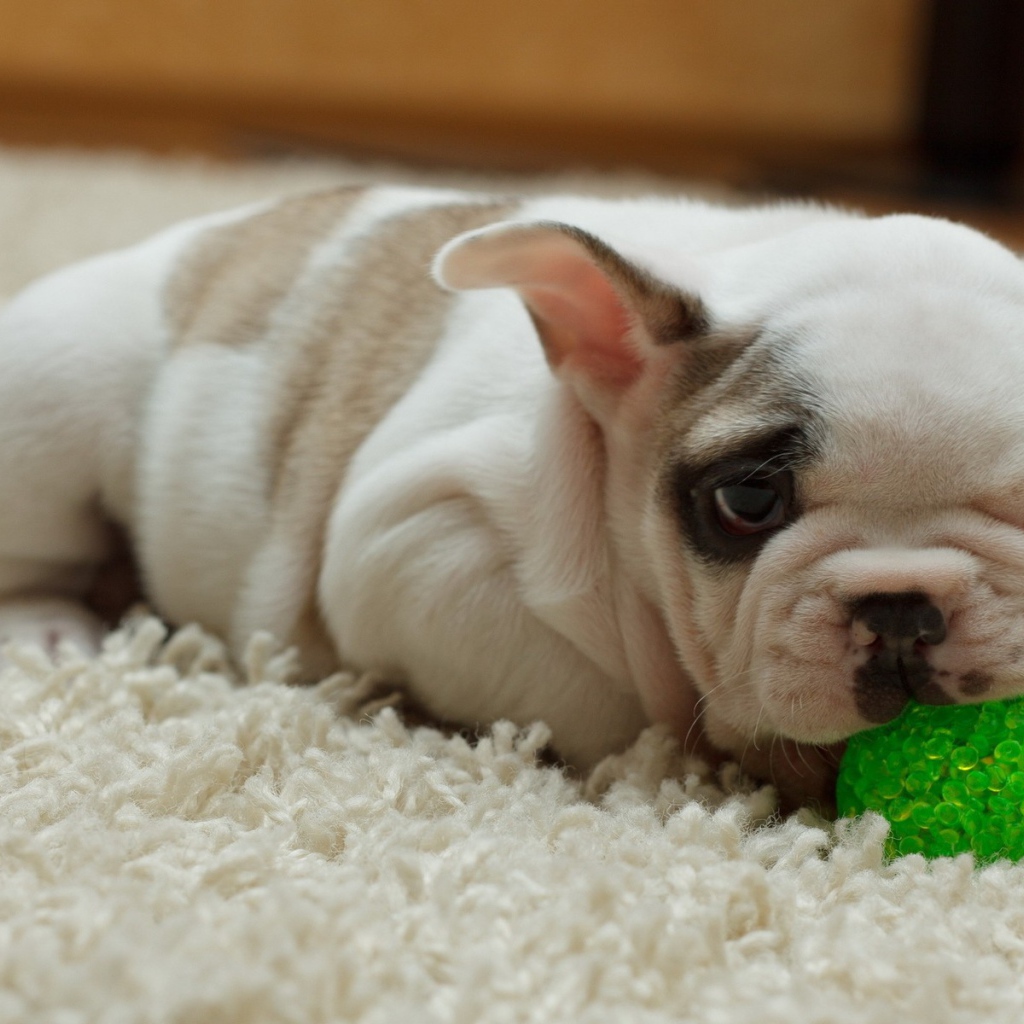 Щенок грызет зеленый шарик