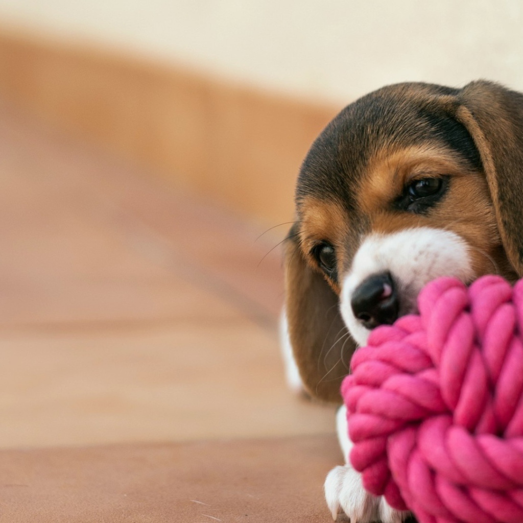 Щенок грызет клубок из красной веревки