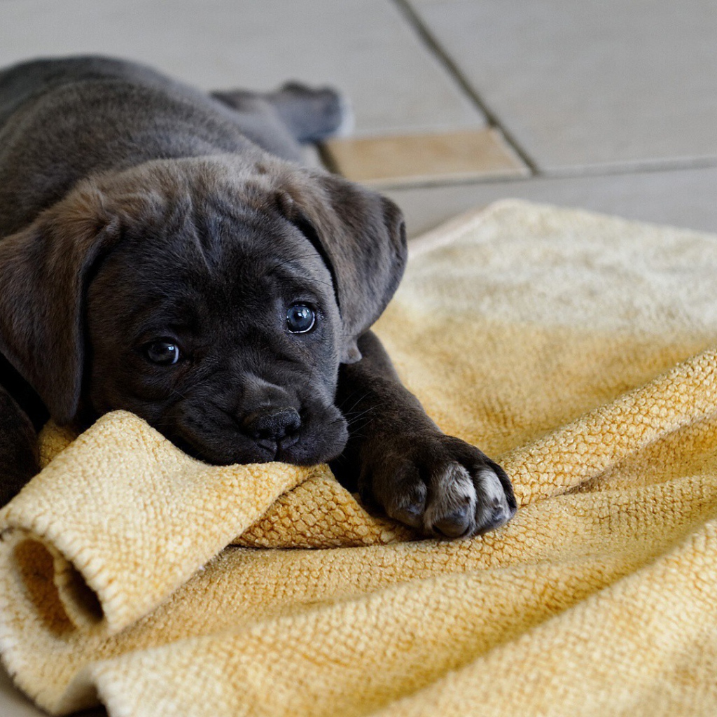 Щенок грызет коврик