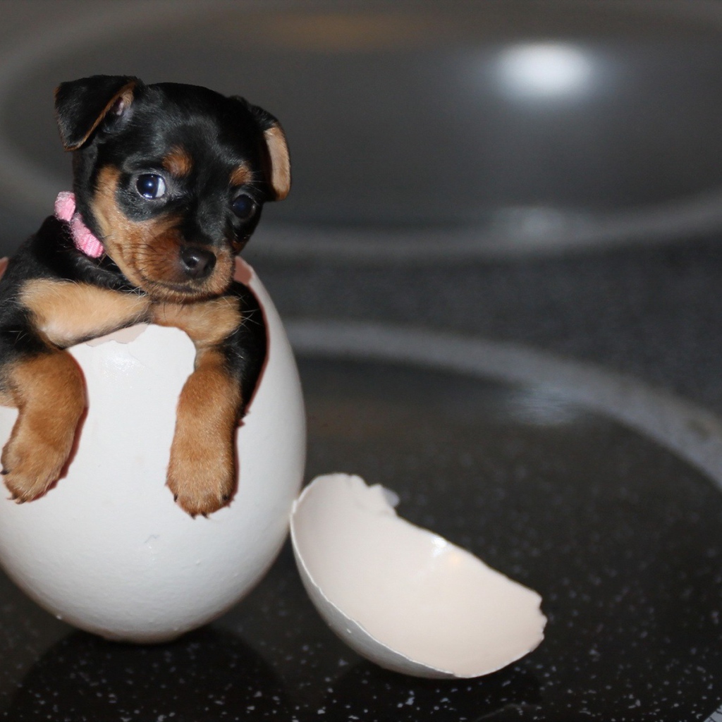 Щенок в скорлупе яйца