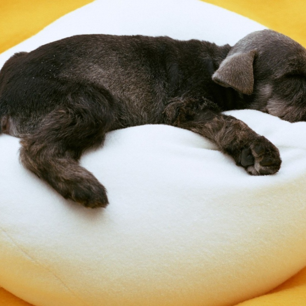 Щенок спит на белом пуфике