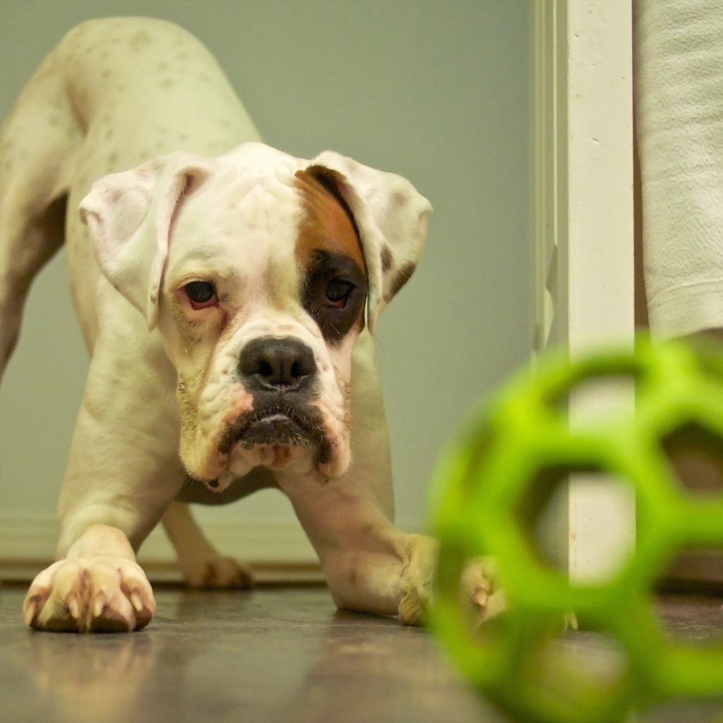 Щенок с зеленой игрушкой