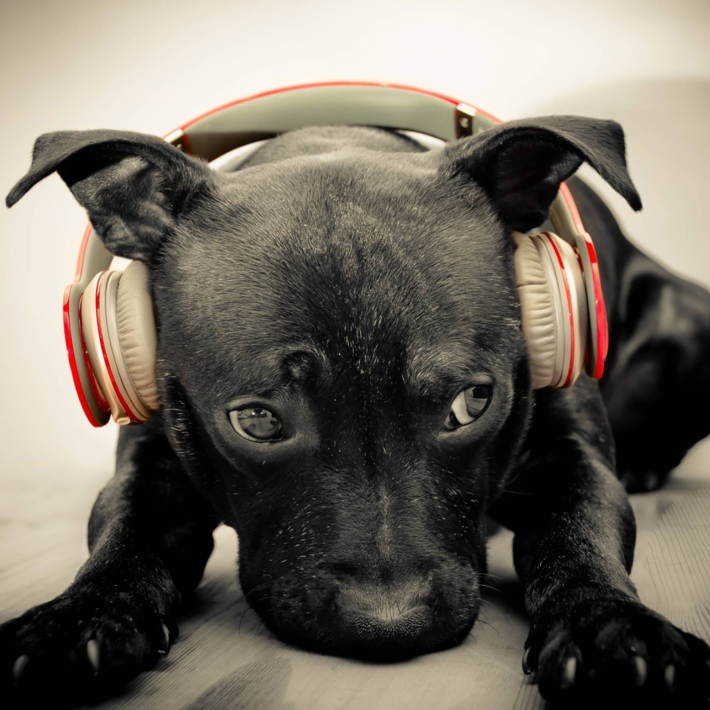 Грустный черный щенок в наушниках